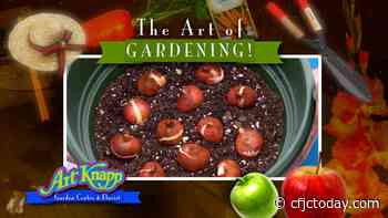 Art of Gardening — Planting Tulips in a Container - CFJC Today Kamloops