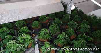 Police raid cannabis farm in Coventry - Coventry Live