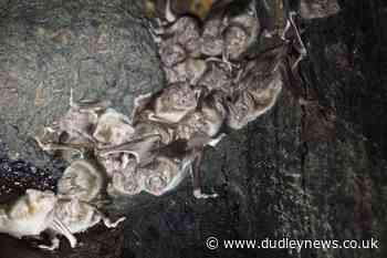 Vampire bats prefer to forage for blood with friends, research suggests - Dudley News