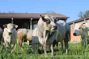Anaborapi, eletti i delegati di Cuneo: «Siamo preoccupati per le sorti della Piemontese» - Unione Monregalese