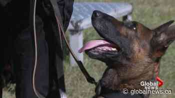 Veteran Lethbridge police dog passes the torch to pair of rookie pups | Watch News Videos Online - Globalnews.ca