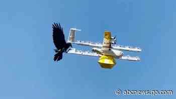 WATCH:  Raven attacks drone delivering coffee