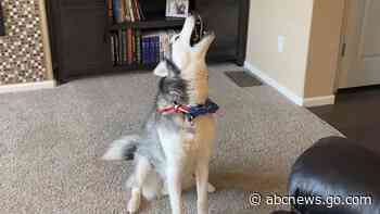 WATCH:  Husky beats owner in epic vocal exercise battle
