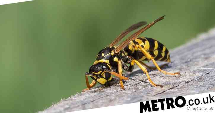 When do wasps die and when is the UK’s usual wasp season?