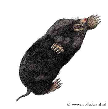 Ook voor tuinliefhebbers hebben de mol en zijn hopen soms voordelen - Volkskrant