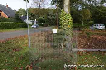 Mols bladkorvenplan 2021 ligt definitief vast (Mol) - Het Nieuwsblad