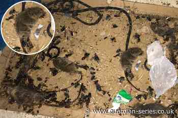 Waltham Forest food wholesaler fined after rodents found | East London and West Essex Guardian Series - East London and West Essex Guardian Series