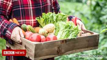 Seasonal worker scheme 'could tackle food labour problem' - BBC News