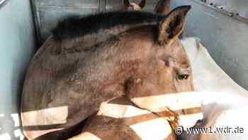 Unerlaubter Pferde-Transport bei Lohmar gestoppt - WDR Nachrichten