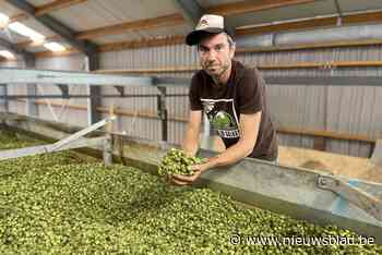 Telgen van vijfde generatie hoptelers oogsten in nieuwe loods: “Mooie septembermaand heeft veel goed gemaakt” - Het Nieuwsblad