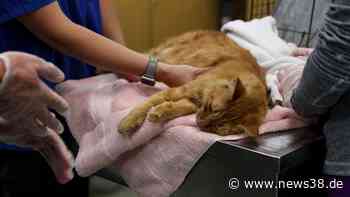 Wolfsburg: Katze attackiert – sie stirbt trotz Not-OP - News38