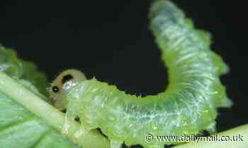 Scientists translate chemicals secreted by sawfly larvae to repel predators into eerie music