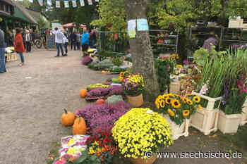 „Waldtrödelmarkt“ in der „Hofewiese“ in der Dresdner Heide - Sächsische.de