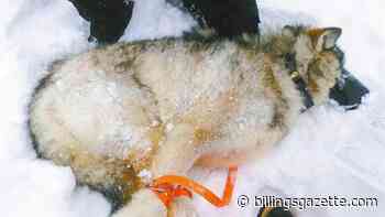 Wyoming wolf poacher nabbed through DNA evidence - Billings Gazette