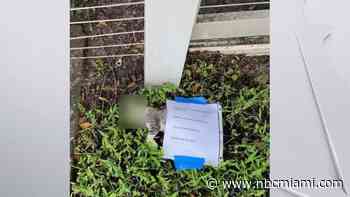 Animal Cruelty Suspected After Dead Cat Discovered in Miami Beach