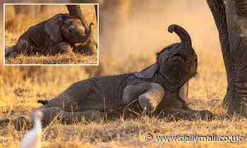 Baby elephant still learning to walk properly topples over as it tries to keep up with the herd 