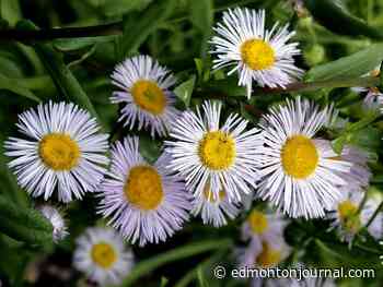 Growing Things: Native plants weathered this summer's drought with ease