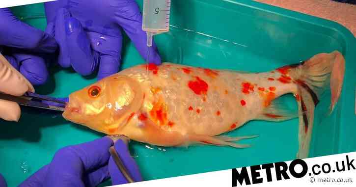 Goldfish has £300 surgery to have mass removed from its mouth