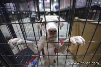 Abandoned pets in Houston are relying on the kindness of strangers like never before - Chron