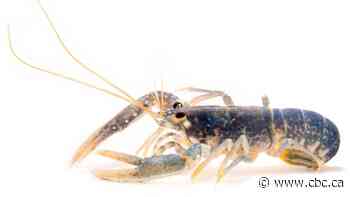 How old is that lobster in the sea? It's now easier to find the answer