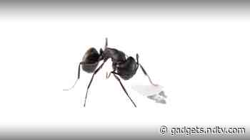 Microfliers, or Flying Microchips, Are the Smallest Human-Made Flying Structures: Research