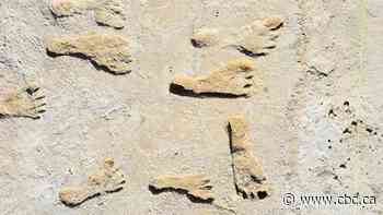 Oldest human footprints in North America found in U.S. park