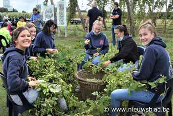 Hopoogstfeest aan Molenkouter (Opwijk) - Het Nieuwsblad