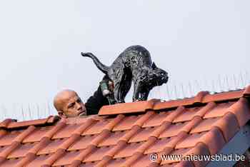 Wat doet die zwarte kat op dat dak?