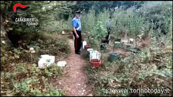 Scoperta coltivazione di marijuana a Orbassano: arrestato il custode di un'azienda - TorinoToday