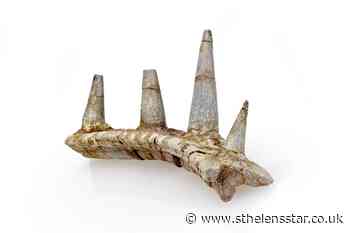 Spiky fossil of new species of ankylosaur found in Morocco - St Helens Star