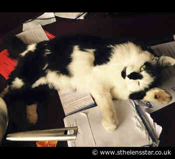 Cat tragedy spurs Rainford mum to tackle speeding problem - St Helens Star