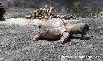 Le Château de Berne lourdement condamné pour avoir altéré l'habitat de la tortue d'Hermann