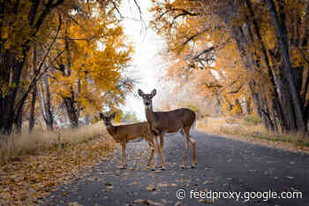 Fall Means More Deer on the Road: 4 Ways Time of Day, Month and Year Raise Your Risk of Crashes