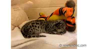 Final 3 names released in naming contest for Seneca Park Zoo's snow leopard cub: Here's how to vote