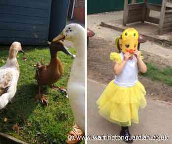 Alderman Bolton Primary School welcomes three ducks - Warrington Guardian