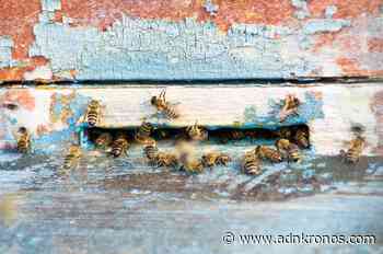 Insetti impollinatori, Ispra: 9% di api e farfalle a rischio estinzione - Adnkronos