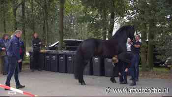 Welke hengsten halen het prestigieuze Friesch Paarden-Stamboek? - RTV Drenthe
