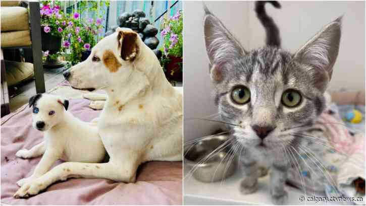 Calgary animal rescue group holds cash lottery to raise money for operating costs