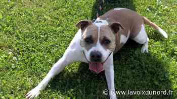 Arras : plus d'une centaine d'animaux de la SPA espèrent être adoptés par un nouveau maître - La Voix du Nord
