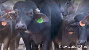 Could feral Northern Territory buffalo be our new beef?