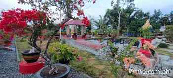 From distraction to flourishing hobby: Gardener establishes bonsai paradise in Isabela - Manila Bulletin