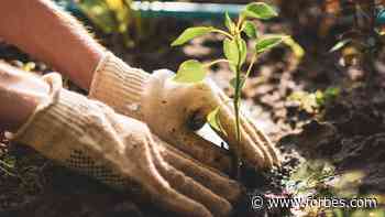 How To Hire A Gardener: Checklist And Tips - Forbes