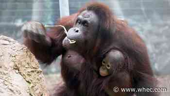 Kumang the orangutan, formerly of Seneca Park Zoo, passes away after dental surgery at Zoo Miami