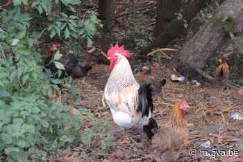 Gemeenteraad Wuustwezel: “Eet voorlopig geen eieren van eige... (Wuustwezel) - Gazet van Antwerpen Mobile - Gazet van Antwerpen