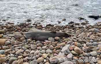 ASI: Critically endangered Sand Tiger shark found dead on shoreline - Fall River Reporter