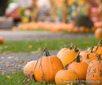 Harvest Festival Returning to Port Colborne - 101.1 More FM