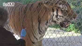 Louisville Zoo animals receive Coronavirus vaccine - WBKO
