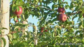 Honeycrisp apples in season and ready for picking this weekend