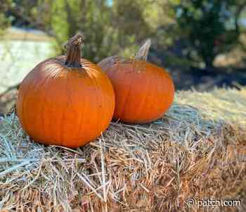 Choosing The Perfect Fall Pumpkin In Rhode Island - Patch.com