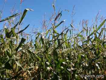 Where To Find Corn Mazes In Rhode Island 2021 - Patch.com